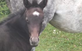 Haras des Buissonnets